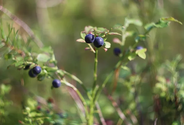 蓝莓灌木上的成熟蓝莓簇 — 图库照片