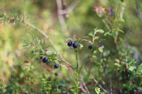 蓝莓灌木上的成熟蓝莓簇 — 图库照片