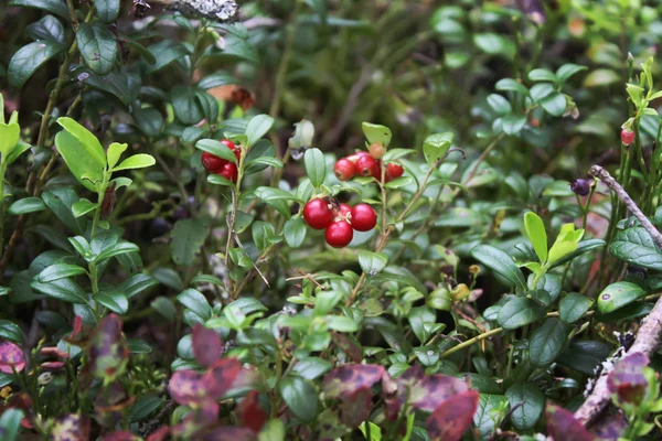 Skogsröd tranbär — Stockfoto