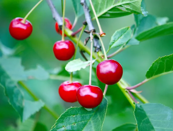 Red Ripe Fresh Cherries Close Outdoors — Stock Photo, Image