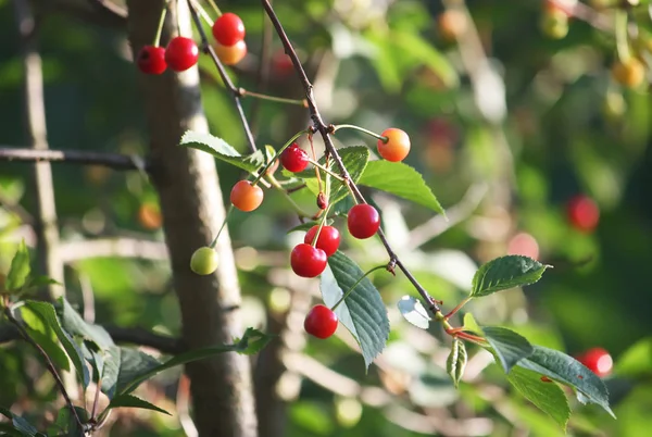 Açık havada kırmızı taze kirazlar kapanıyor.
