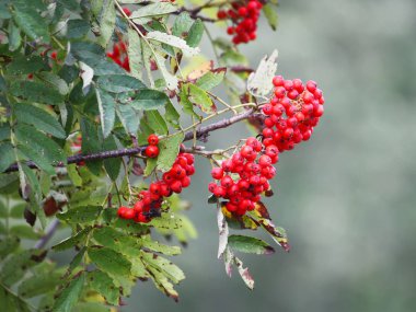 Açık havada bir ağaç dalında olgun turuncu kızılcıklar.