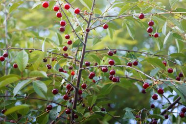Açık havada kırmızı taze kirazlar kapanıyor.