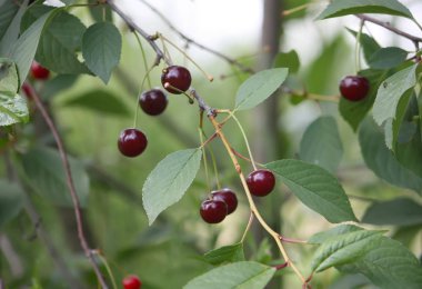 Açık havada kırmızı taze kirazlar kapanıyor.