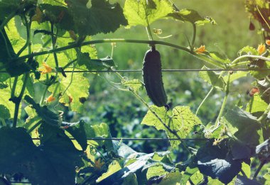 Mutfak bahçesinde taze salatalıklar yetişiyor.