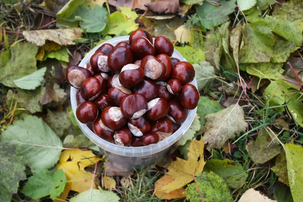 Castanhas Cavalo Folhas Bordo Amarelas Livre Aesculus Hippocastanum — Fotografia de Stock