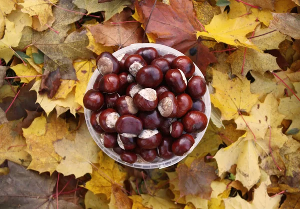 Castanhas Cavalo Balde Plástico Folhas Bordo Amarelas Livre Aesculus Hippocastanum — Fotografia de Stock