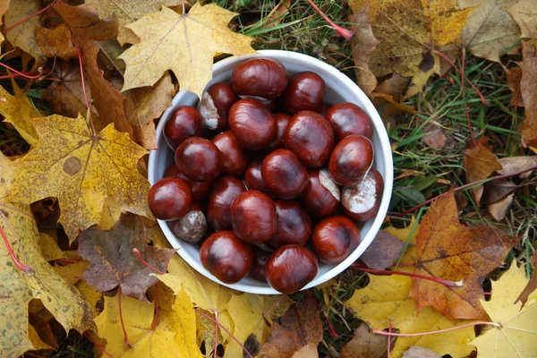 Cavalo Castanheiro Folhas Árvore Coloridas Outono — Fotografia de Stock