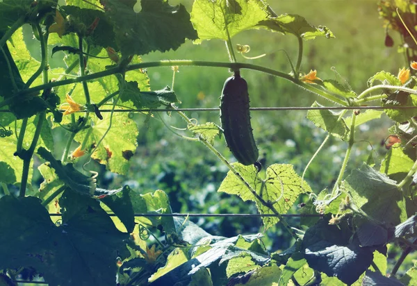 Mutfak bahçesinde taze salatalıklar yetişiyor.
