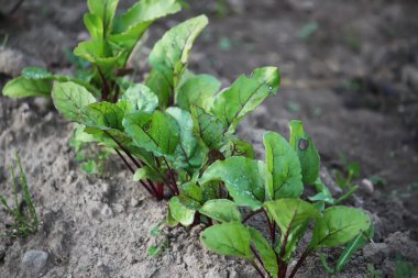 Mutfak bahçesinde pancar bitkileri yetişiyor.