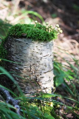 Grup moss bir oturum içinde güzel mantar