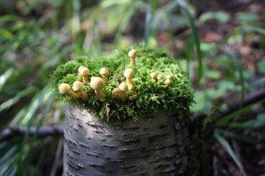 Grup moss bir oturum içinde güzel mantar