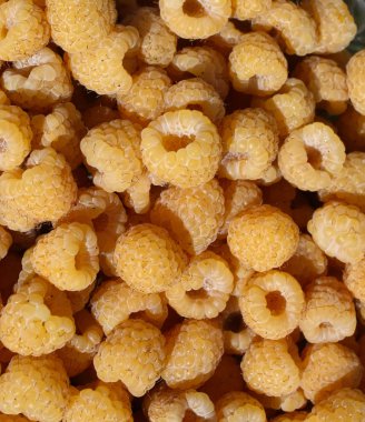 Taze taze organik ahududu.