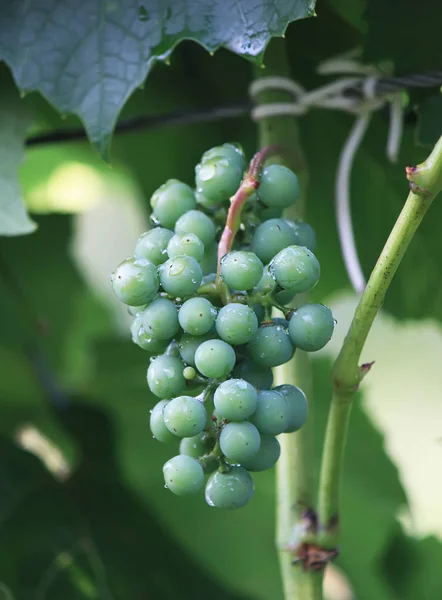 Uvas Verdes Inmaduras Luz Del Sol Sobre Vino Jardín — Foto de Stock