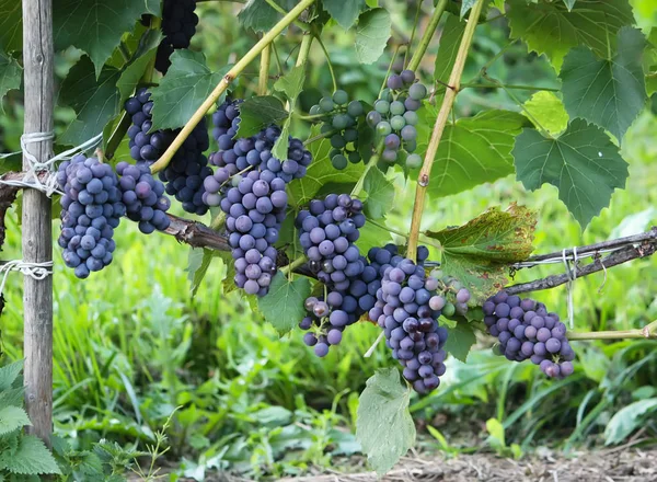 Uvas Maduras Vinho Que Cresce Jardim — Fotografia de Stock
