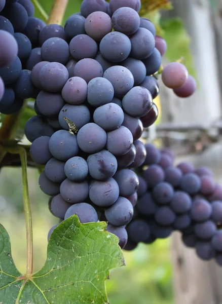 Uvas Maduras Vinho Que Cresce Jardim — Fotografia de Stock