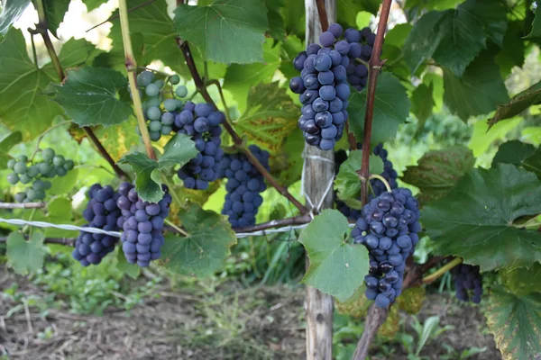 Uvas Maduras Vinho Que Cresce Jardim — Fotografia de Stock