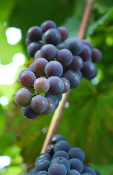 Reife Trauben Einem Wein Der Garten Wächst — Stockfoto