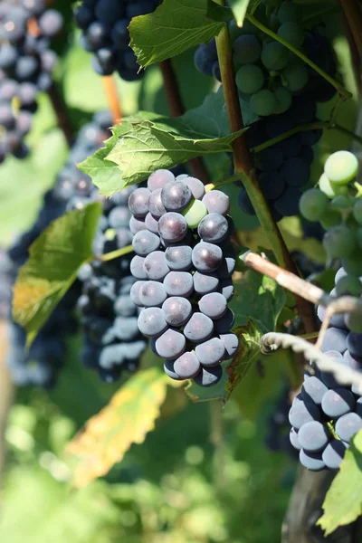 Uvas Maduras Vinho Que Cresce Jardim — Fotografia de Stock