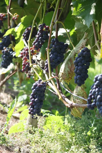 Uvas Maduras Vinho Que Cresce Jardim — Fotografia de Stock