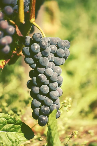 Uvas maduras ao ar livre — Fotografia de Stock