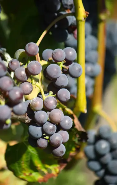 Uvas maduras al aire libre —  Fotos de Stock
