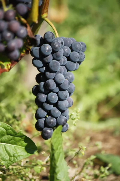 Reife Trauben Einem Wein Der Garten Wächst — Stockfoto