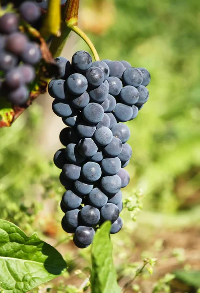 Reife Trauben Einem Wein Der Garten Wächst — Stockfoto