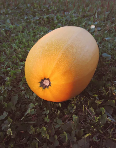 緑の草の背景に大きな黄色の野菜の骨髄 — ストック写真