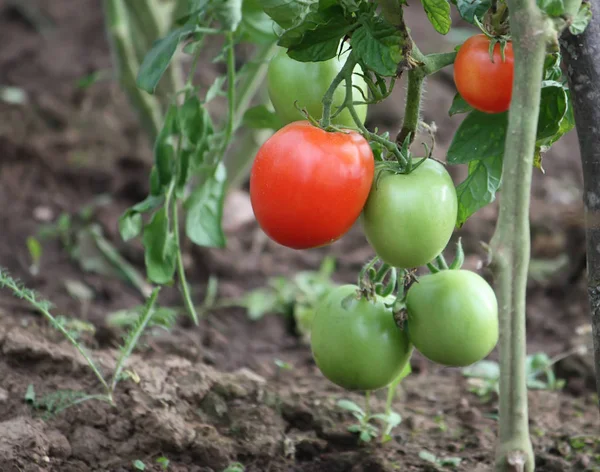 Pomodori acerbi in serra — Foto Stock