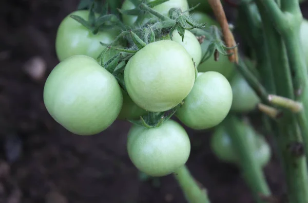 Pomodori acerbi in serra — Foto Stock