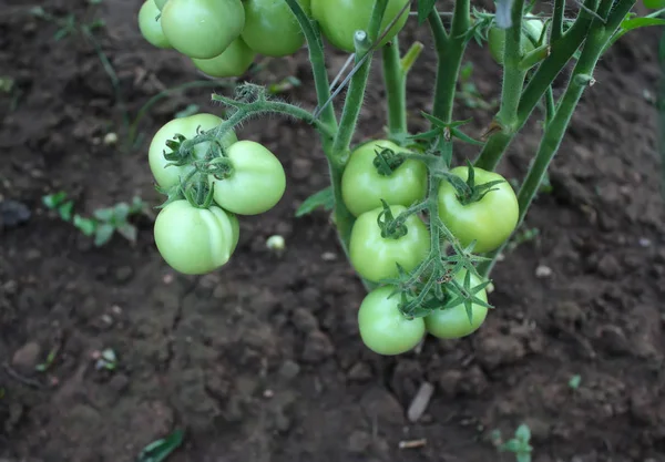 Pomodori Che Crescono Nella Serra — Foto Stock