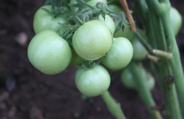 Tomates Que Crecen Invernadero — Foto de Stock