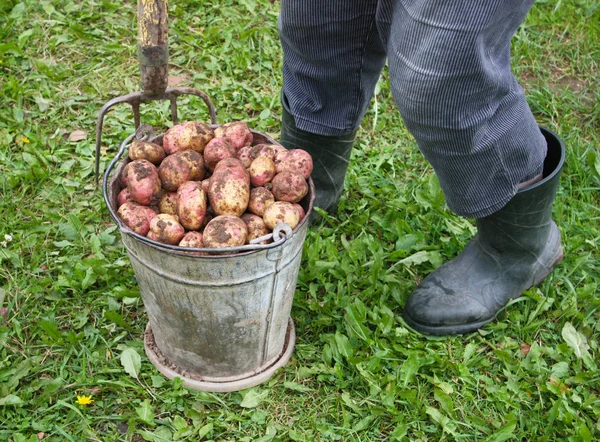 Patatas Frescas Cubo Campo Rural — Foto de Stock