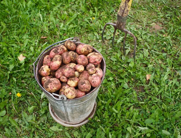 Patatas en el viejo cubo — Foto de Stock