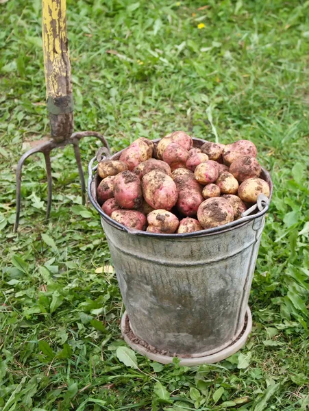 Patatas en el viejo cubo — Foto de Stock