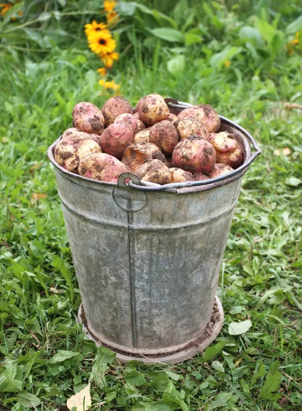 Patatas en el viejo cubo — Foto de Stock