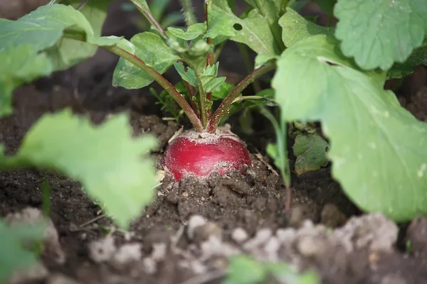 Frischer Heller Rettich Der Sommergarten Wächst — Stockfoto