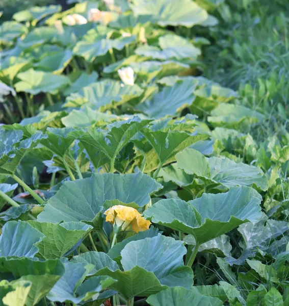 Gula Blommor Gurka Växthuset — Stockfoto