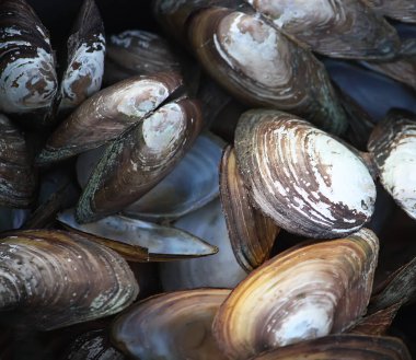 Dışarıdaki ahşap masada eski bir tavada midyeler.