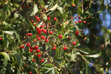 Bahçede kırmızı frenk üzümü