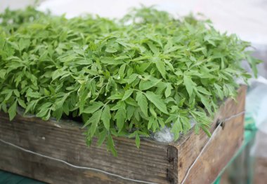 Green tomatoes growing in the spring garden in a wooden box