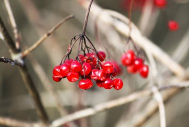 Viburnum tree with ripe red berries on the branches