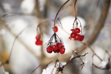 Viburnum tree with ripe red berries on snow-covered branches