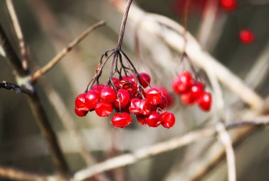 Viburnum tree with ripe red berries on the branches