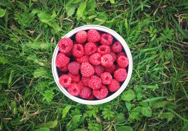 Frambuesas Orgánicas Frescas Maduras — Foto de Stock