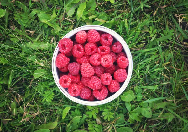 Frische Reife Bio Himbeeren — Stockfoto