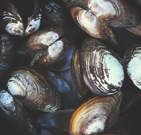 Mussels Old Pan Wooden Table Outdoors — Stock Photo, Image