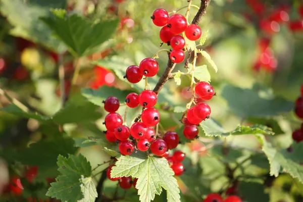 Röda Mogna Vinbär Sommarträdgården — Stockfoto