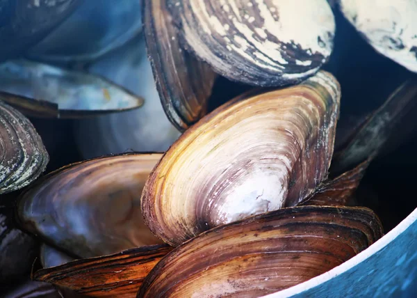 Mejillones en una sartén vieja —  Fotos de Stock